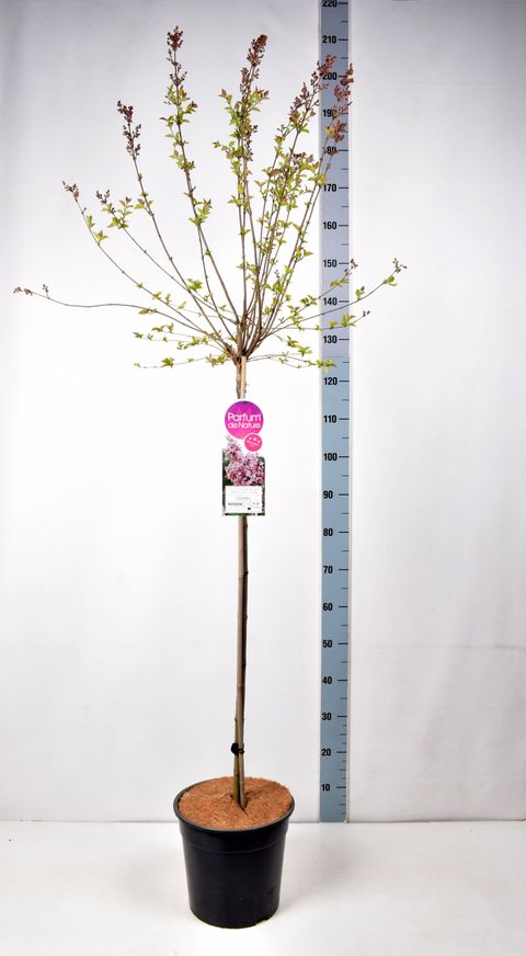 Syringa microphylla 'Superba'