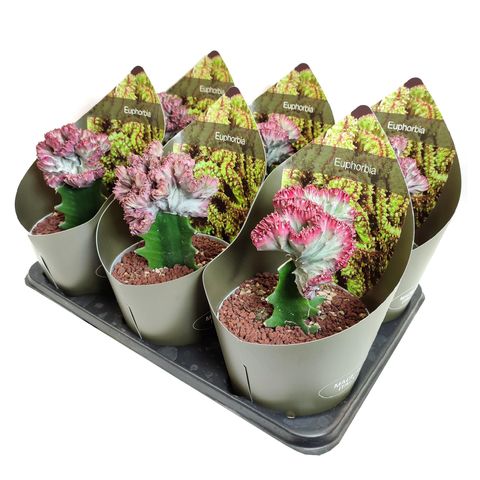 Euphorbia lactea 'Cristata Variegata'