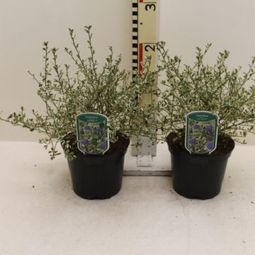 Ceanothus impressus 'Cool Blue'