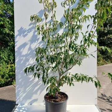 Cornus kousa 'Weisse Fontäne'