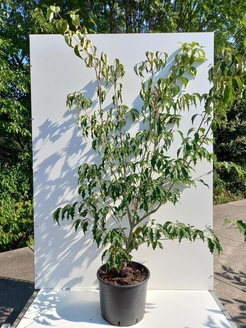 Cornus kousa 'Weisse Fontäne'