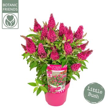 Buddleja davidii BUTTERFLY CANDY LITTLE RUBY