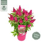 Buddleja davidii BUTTERFLY CANDY LITTLE RUBY