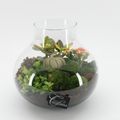 Arrangement Terrarium