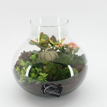 Arrangemang Terrarium