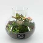 Ετοιμασίες Terrarium