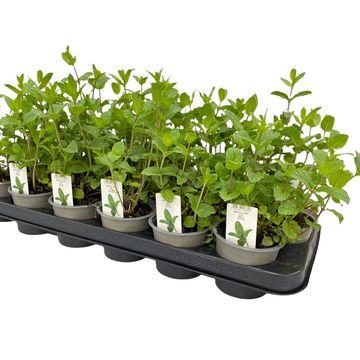 Mentha spicata 'Moroccan'