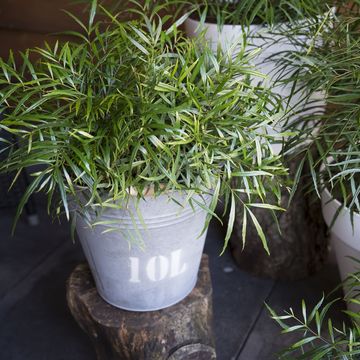 Mahonia eurybracteata 'Soft Caress'