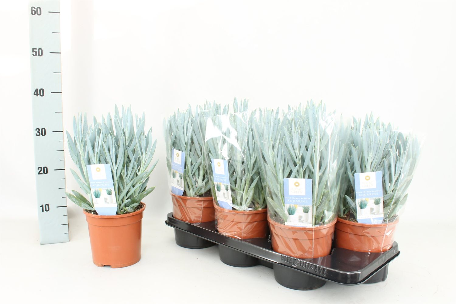 Curio ficoides 'Mount Everest' — Pflanzengroßhandel FlorAccess