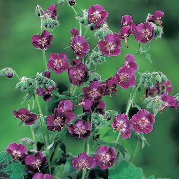 Geranium phaeum