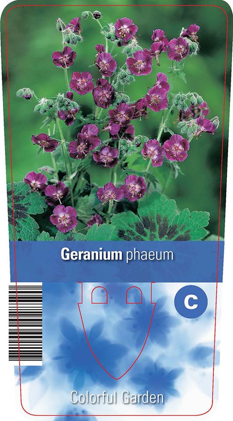 Geranium phaeum