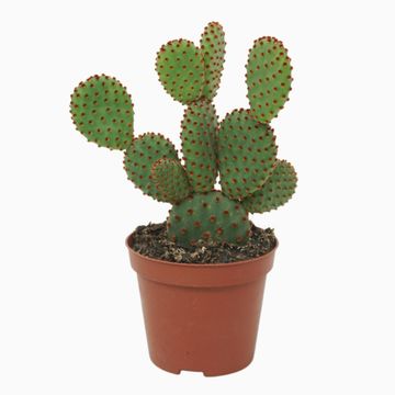 Opuntia microdasys rufida