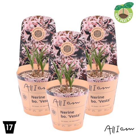 Nerine 'Vesta K'
