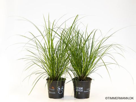 Carex brunnea
