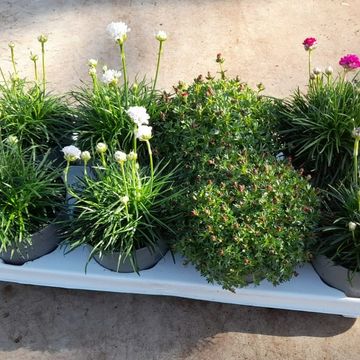 Plantes vivaces MIX