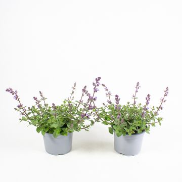 Nepeta 'Purrsian Blue'