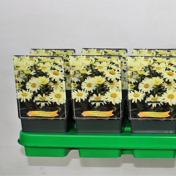 Leucanthemum OOH LA LACRÈME