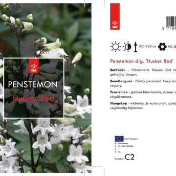 Penstemon digitalis 'Husker Red'