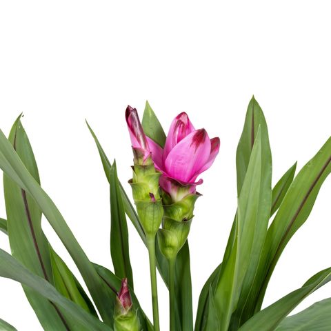 Curcuma alismatifolia SIAM SPLASH