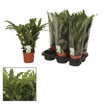 Calathea rufibarba 'Blue Grass'