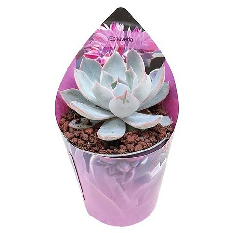 Echeveria subsessilis