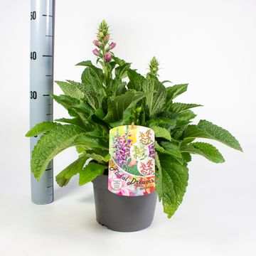Digitalis purpurea MIX IN POT