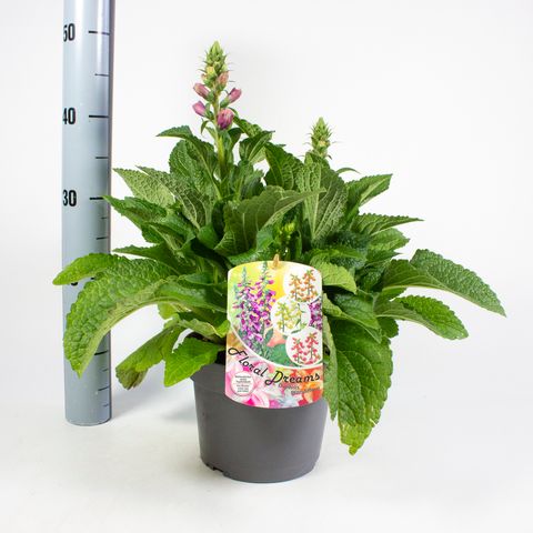 Digitalis purpurea MIX IN POT