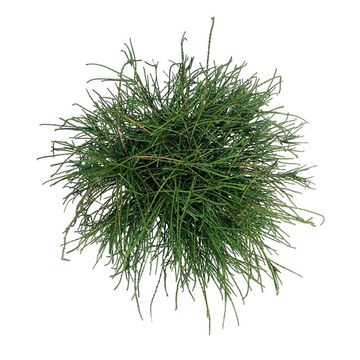 Thuja plicata 'Whipcord'