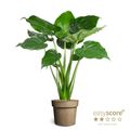 Alocasia cucullata