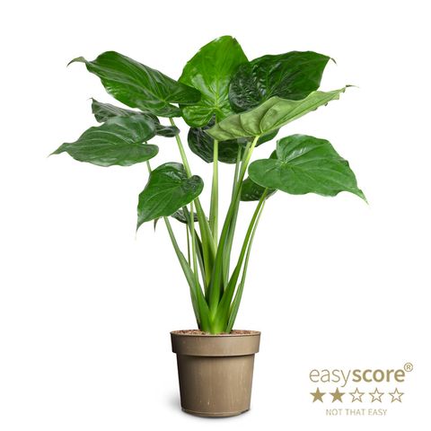 Alocasia cucullata