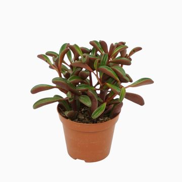 Peperomia graveolens