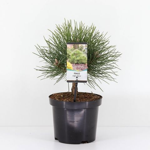 Pinus nigra 'Nana'