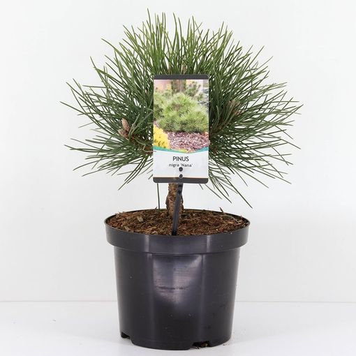 Pinus nigra 'Nana'