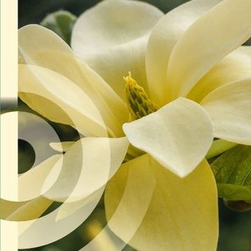 Magnolia denudata YELLOW RIVER