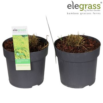 Hakonechloa macra 'All Gold'