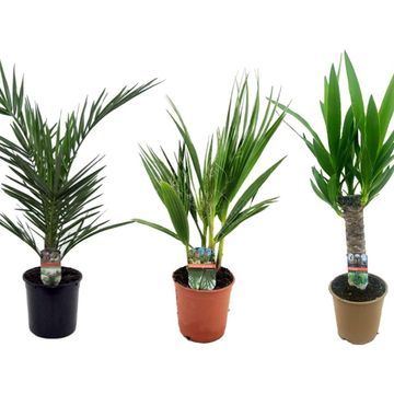 Palms MIX