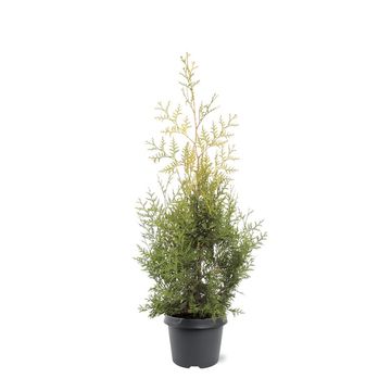 Thuja occidentalis 'Salland'