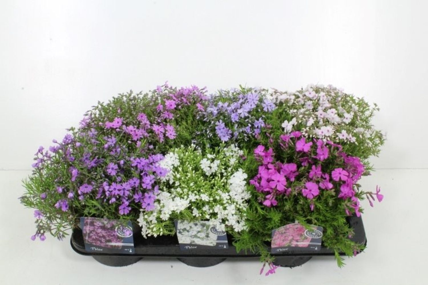 Phlox SUBULATA MIX — Pflanzengroßhandel FlorAccess