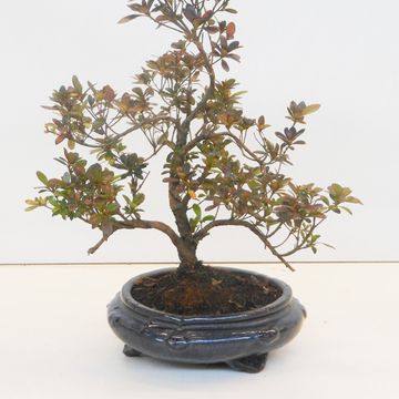 Rhododendron indicum