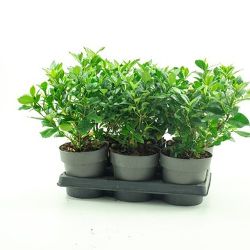 Gardenia jasminoides PINWHEEL