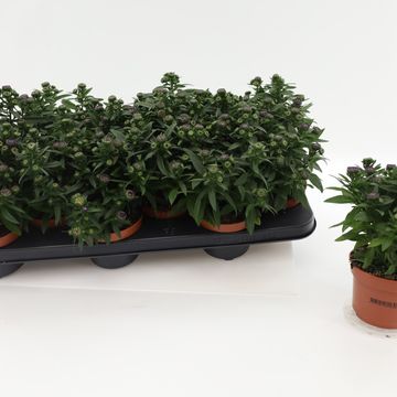 Aster STARLETTA BLUE