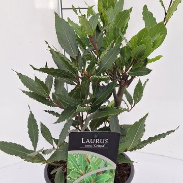 Laurus nobilis 'Crispa'