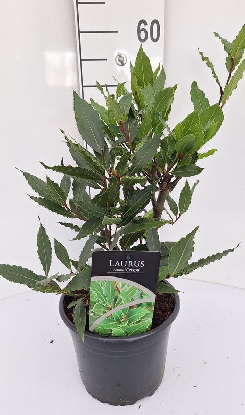 Laurus nobilis 'Crispa'