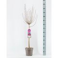 Syringa TINKERBELLE