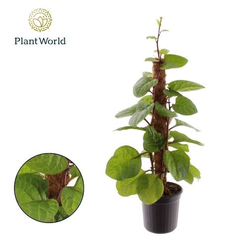 Basella alba 'Rosebud'