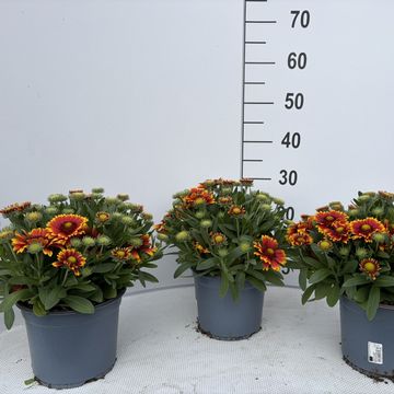 Gaillardia aristata GUAPA FLAMENCO BICOLOUR
