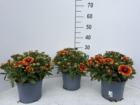 Gaillardia aristata GUAPA FLAMENCO BICOLOUR