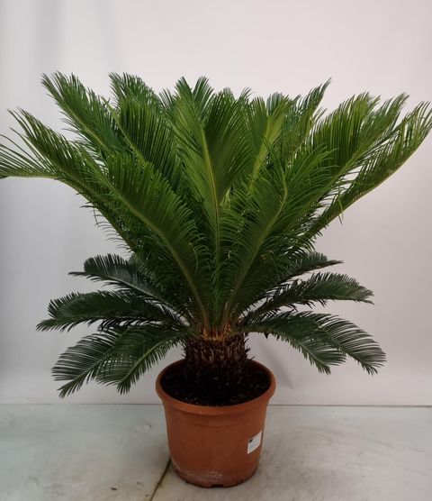 Cycas revoluta