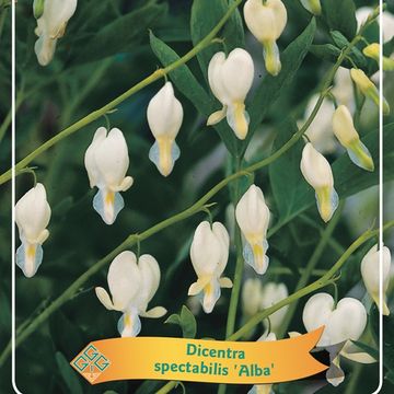 Dicentra spectabilis 'Alba'