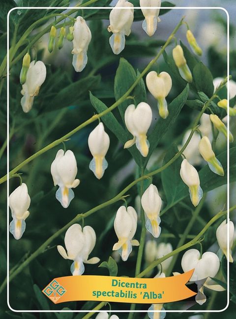 Dicentra spectabilis 'Alba'